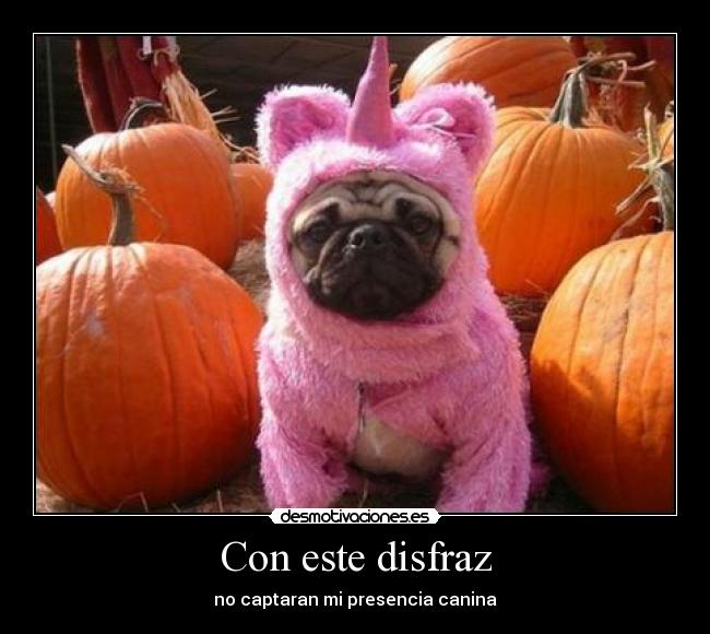 Con este disfraz - no captaran mi presencia canina