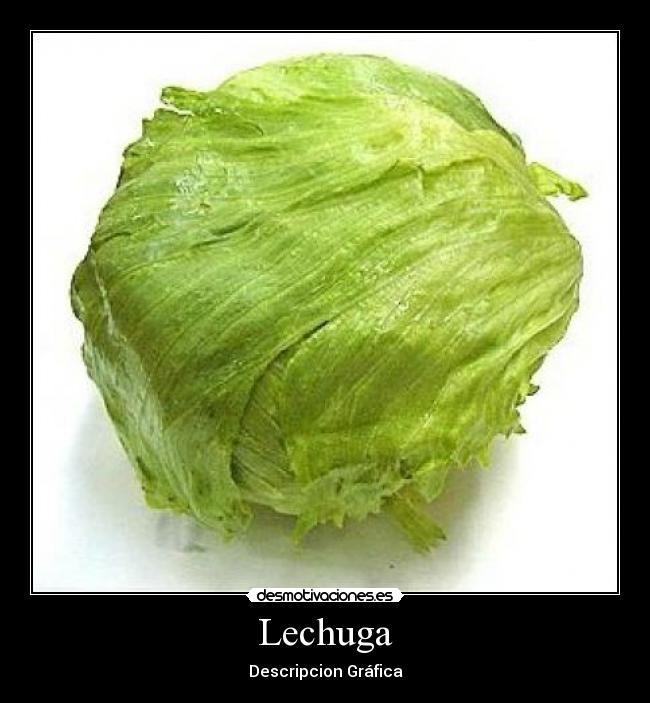 Lechuga - Descripcion Gráfica