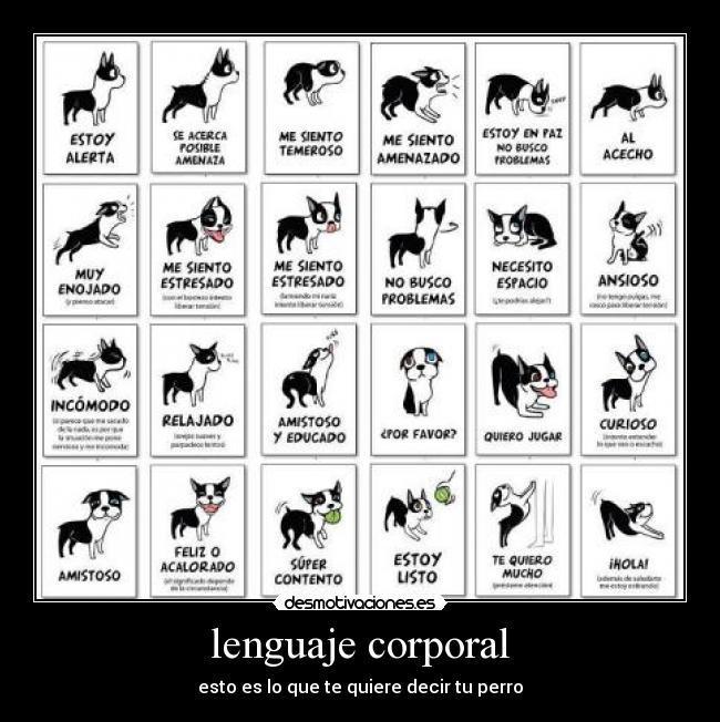 lenguaje corporal - esto es lo que te quiere decir tu perro