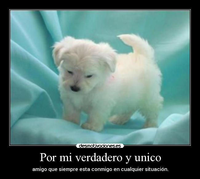 Por mi verdadero y unico -