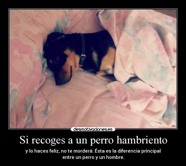 Si recoges a un perro hambriento -