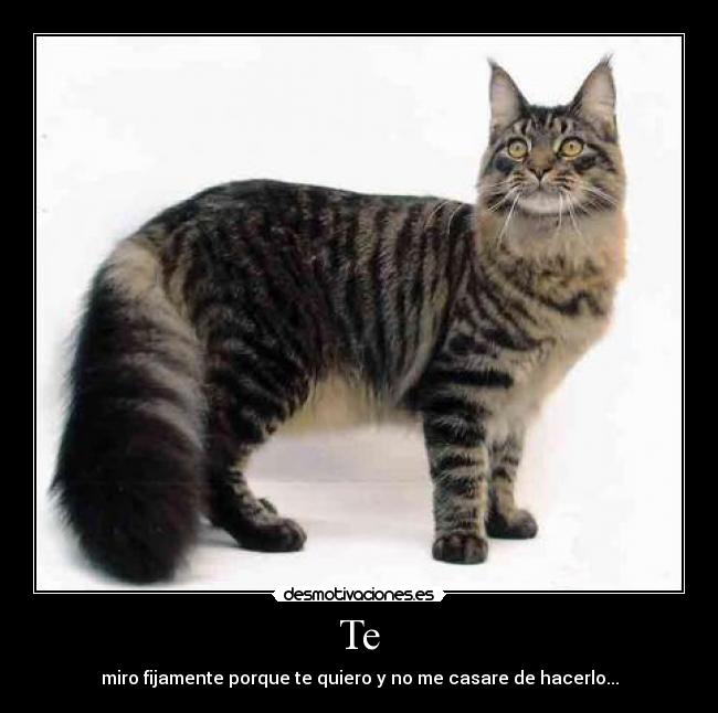 Te - miro fijamente porque te quiero y no me casare de hacerlo...