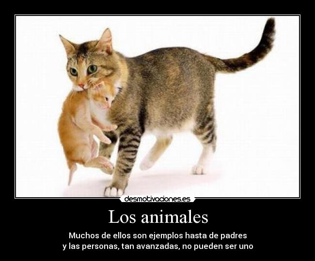 Los animales - Muchos de ellos son ejemplos hasta de padres
y las personas, tan avanzadas, no pueden ser uno