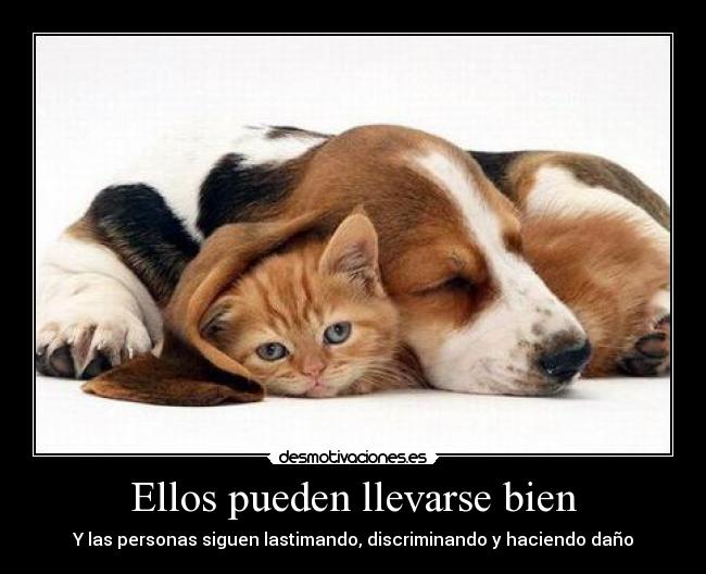 Ellos pueden llevarse bien - Y las personas siguen lastimando, discriminando y haciendo daño