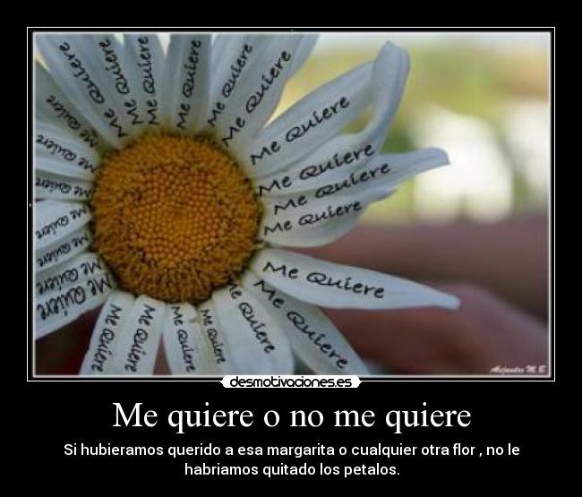 Me quiere o no me quiere - Si hubieramos querido a esa margarita o cualquier otra flor , no le
habriamos quitado los petalos.