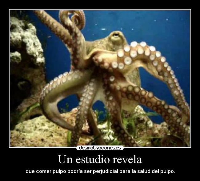 Un estudio revela - que comer pulpo podría ser perjudicial para la salud del pulpo.