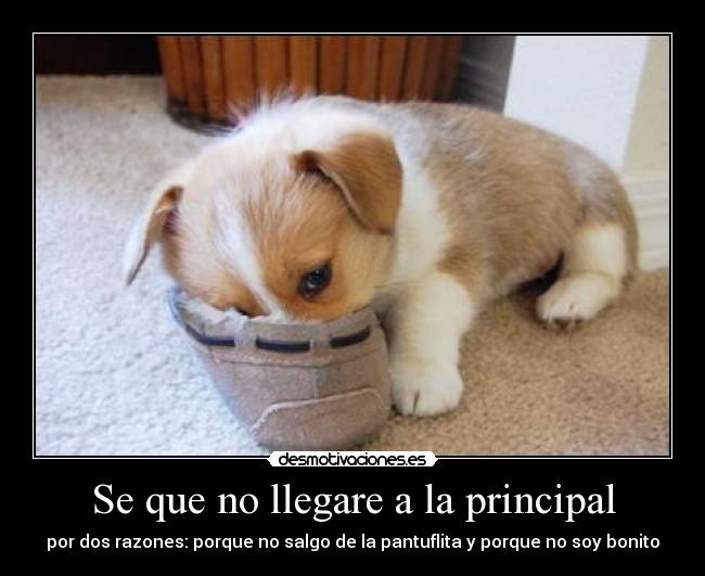 Se que no llegare a la principal - por dos razones: porque no salgo de la pantuflita y porque no soy bonito