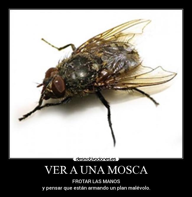 VER A UNA MOSCA - FROTAR LAS MANOS
y pensar que están armando un plan malévolo.