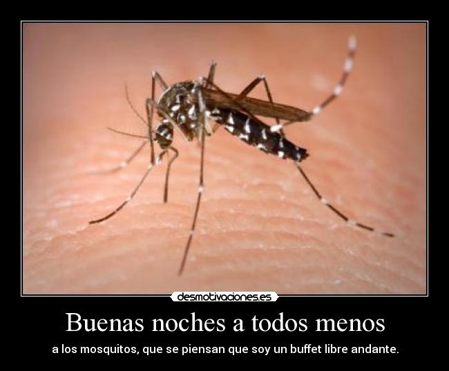 carteles estos mosquitos desmotivaciones