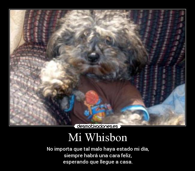 Mi Whisbon - 