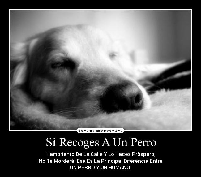 carteles perros desmotivaciones