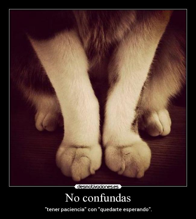 carteles deivod mvr confundas joer resubido gatosminino michi desmotivaciones