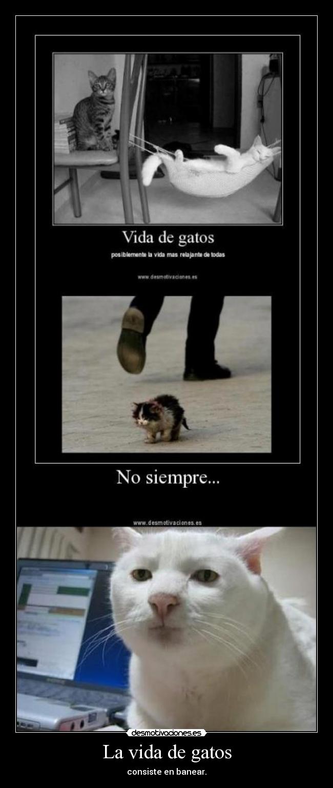 La vida de gatos - 