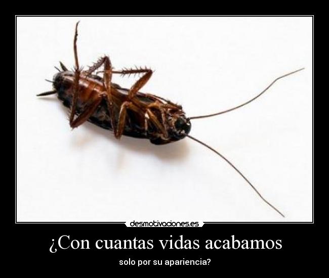 ¿Con cuantas vidas acabamos - solo por su apariencia?