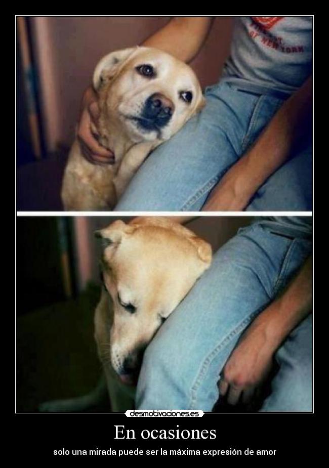 En ocasiones - solo una mirada puede ser la máxima expresión de amor