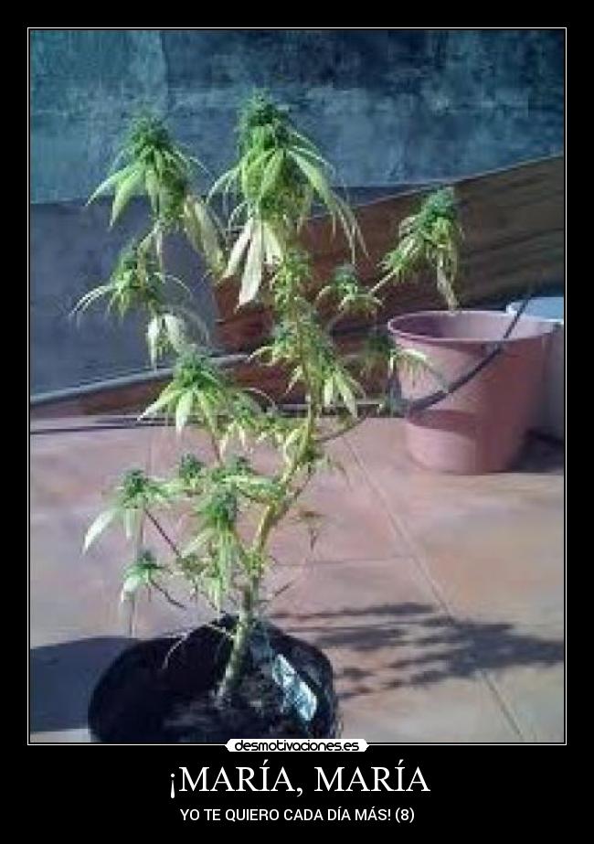 ¡MARÍA, MARÍA - YO TE QUIERO CADA DÍA MÁS! (8)