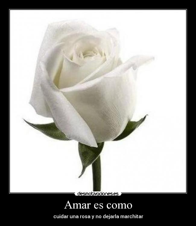 Amar es como - cuidar una rosa y no dejarla marchitar
