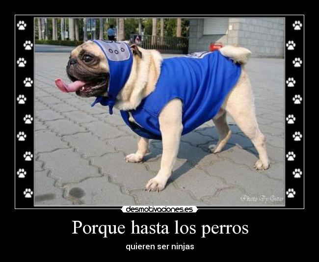 Porque hasta los perros -