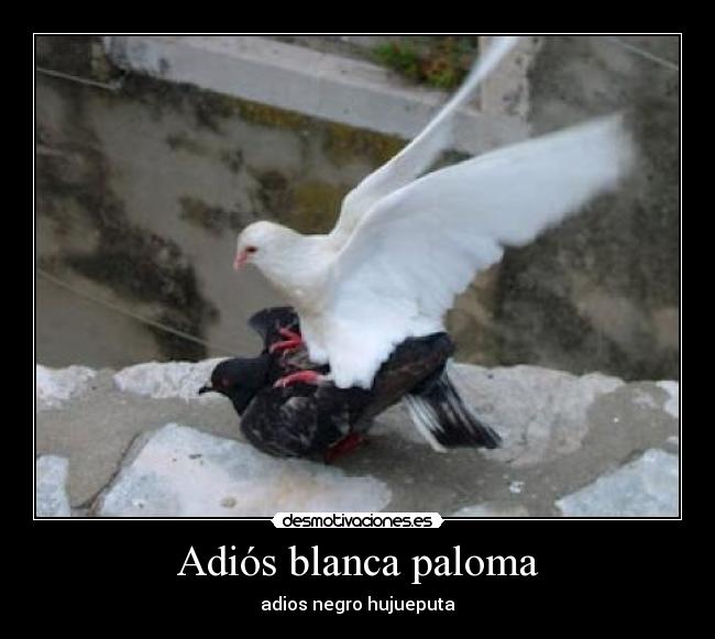 Adiós blanca paloma -