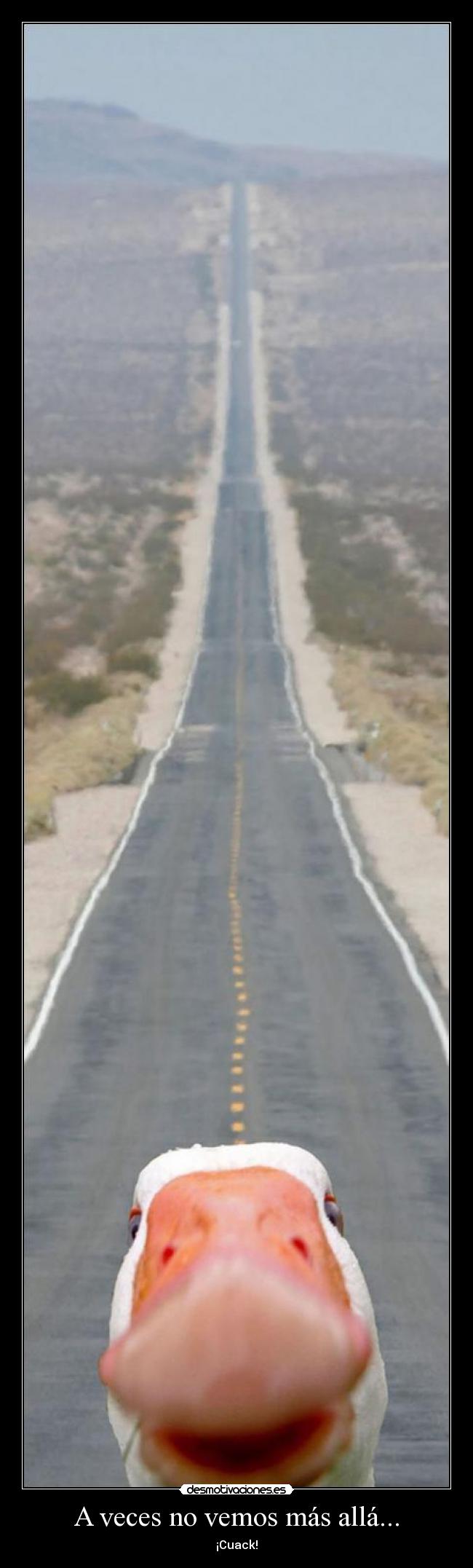 A veces no vemos más allá... - ¡Cuack!