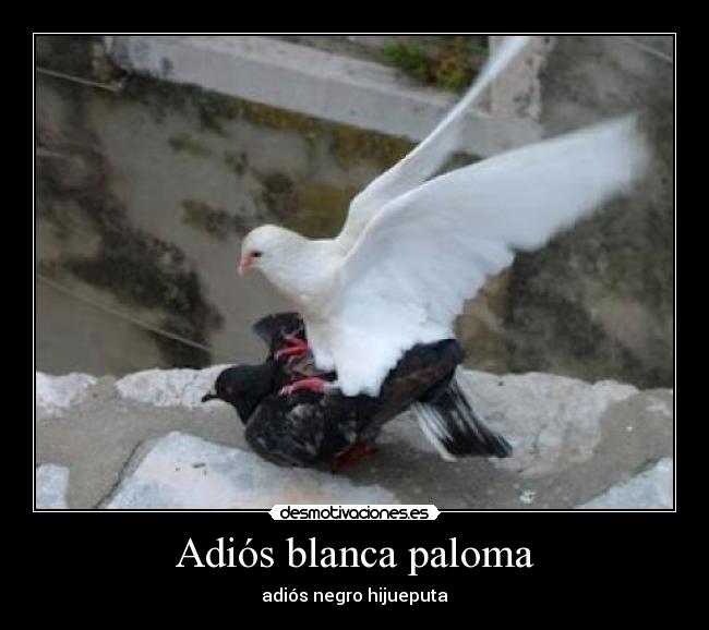 carteles adios blanca paloma negra desmotivaciones