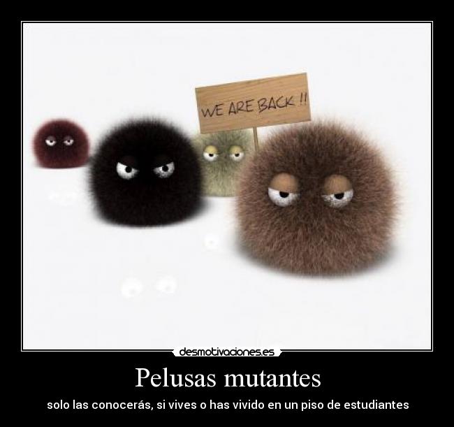 Pelusas mutantes - solo las conocerás, si vives o has vivido en un piso de estudiantes