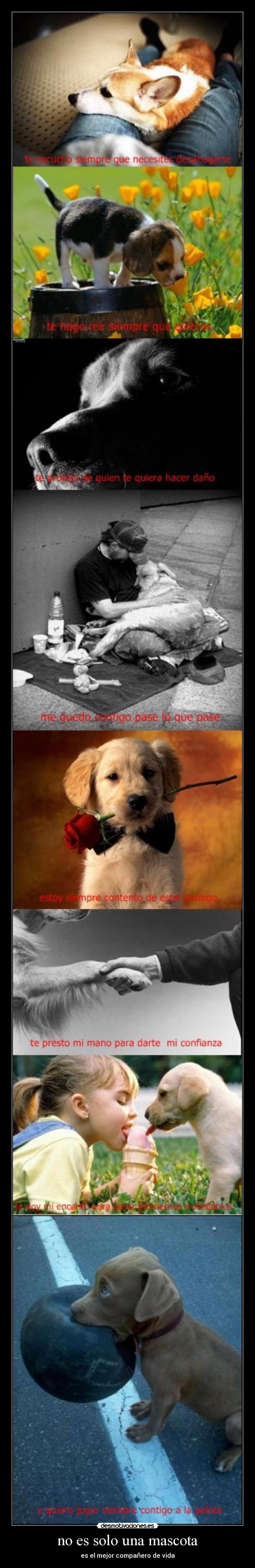 no es solo una mascota -