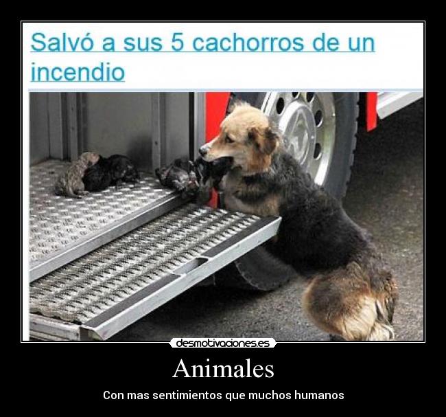 Animales -