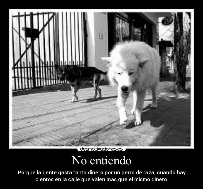 carteles perros desmotivaciones