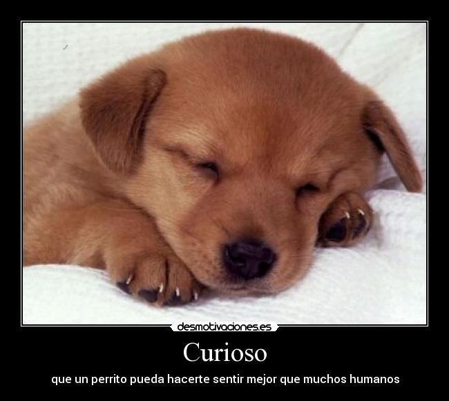 Curioso - que un perrito pueda hacerte sentir mejor que muchos humanos