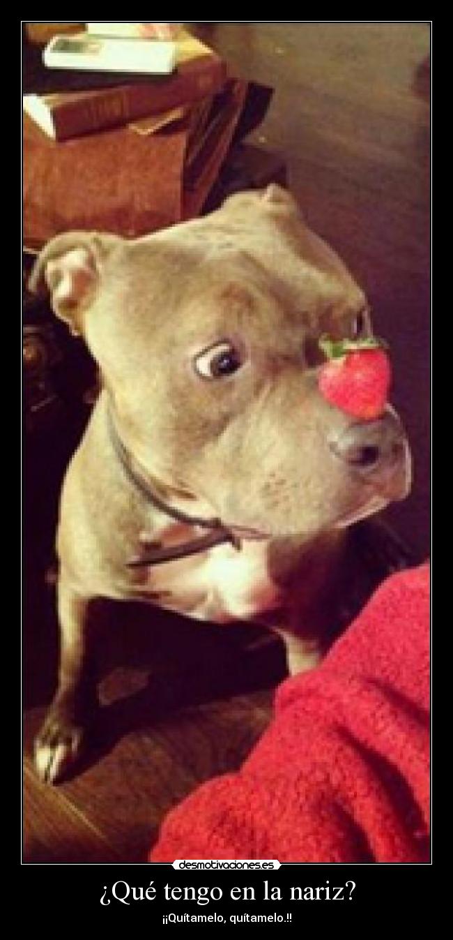 ¿Qué tengo en la nariz? - ¡¡Quítamelo, quítamelo.!!