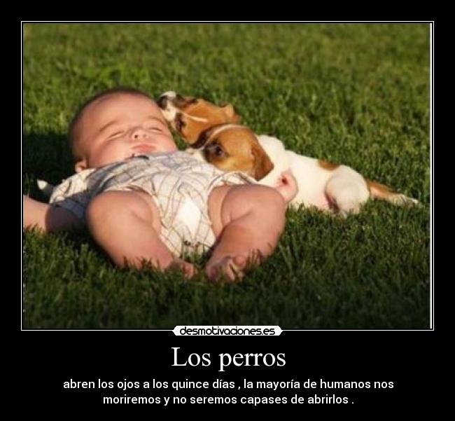 Los perros -