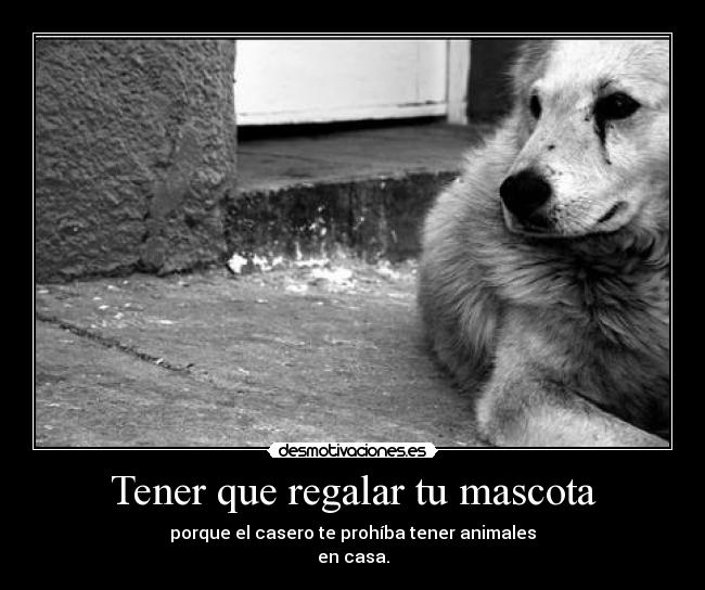 Tener que regalar tu mascota - porque el casero te prohíba tener animales
en casa.