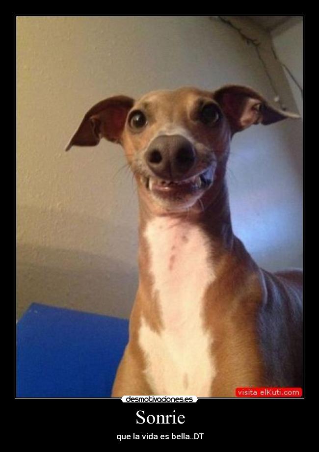 carteles humor desmotivaciones