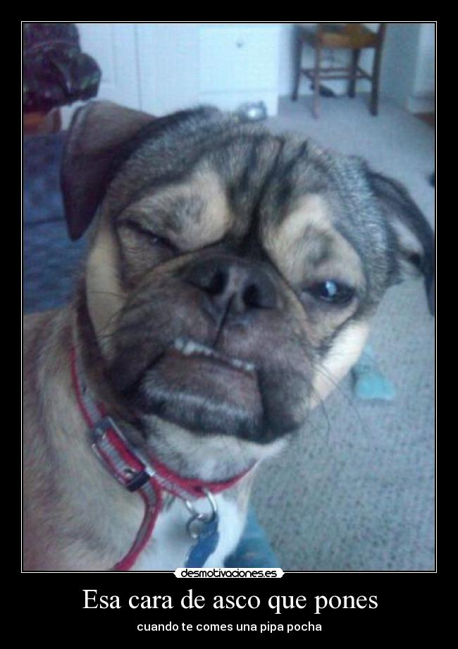 carteles perro con cara asco pipa pocha desmotivaciones