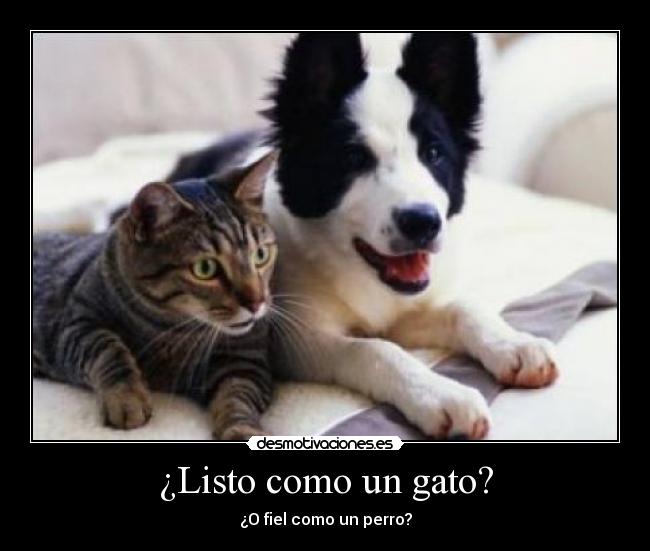 ¿Listo como un gato? - ¿O fiel como un perro?