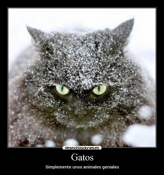Gatos -