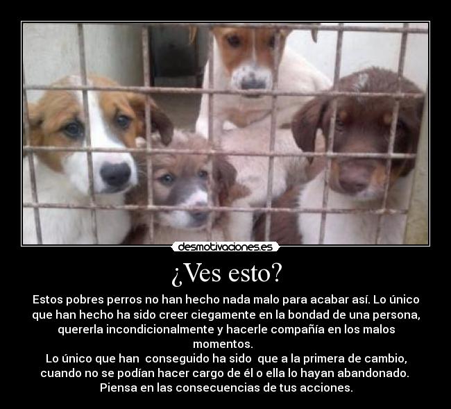 ¿Ves esto? - Estos pobres perros no han hecho nada malo para acabar así. Lo único
que han hecho ha sido creer ciegamente en la bondad de una persona,
quererla incondicionalmente y hacerle compañía en los malos
momentos.  
Lo único que han  conseguido ha sido  que a la primera de cambio,
cuando no se podían hacer cargo de él o ella lo hayan abandonado. 
Piensa en las consecuencias de tus acciones.