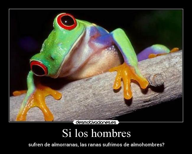 Si los hombres - sufren de almorranas, las ranas sufrimos de almohombres?