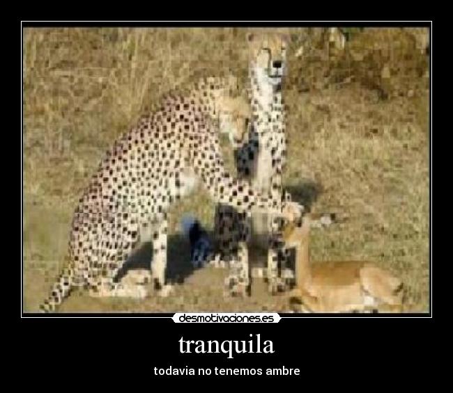 tranquila - todavia no tenemos ambre