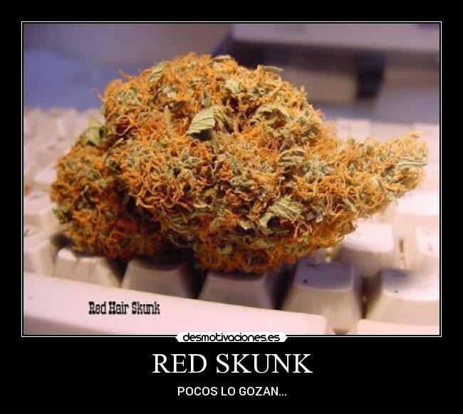 RED SKUNK - POCOS LO GOZAN...