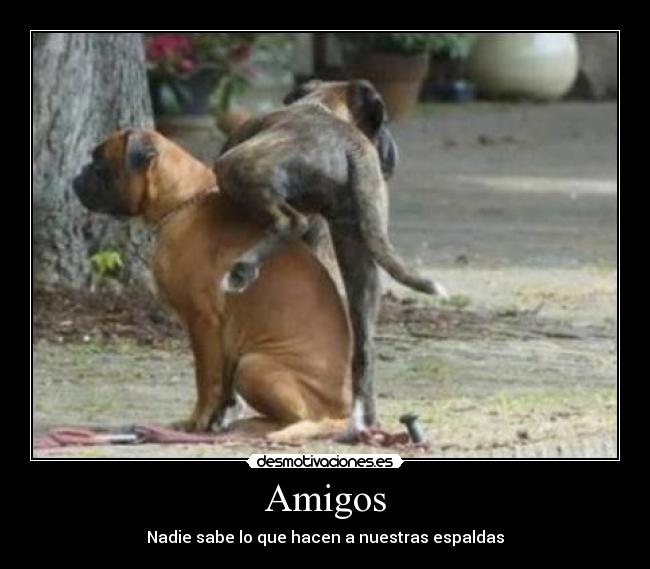 Amigos - 