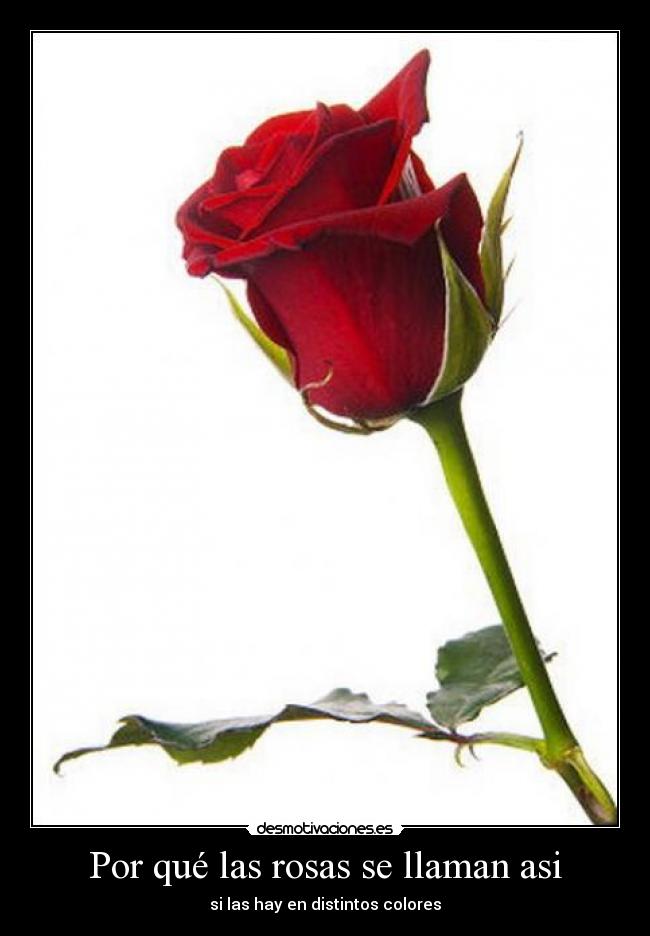 Por qué las rosas se llaman asi - si las hay en distintos colores