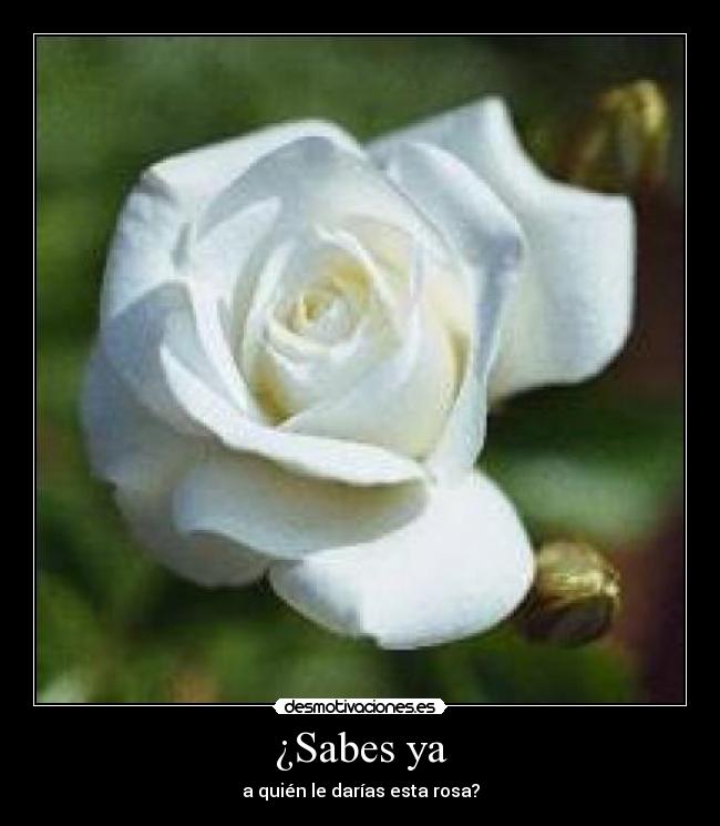 ¿Sabes ya - a quién le darías esta rosa?