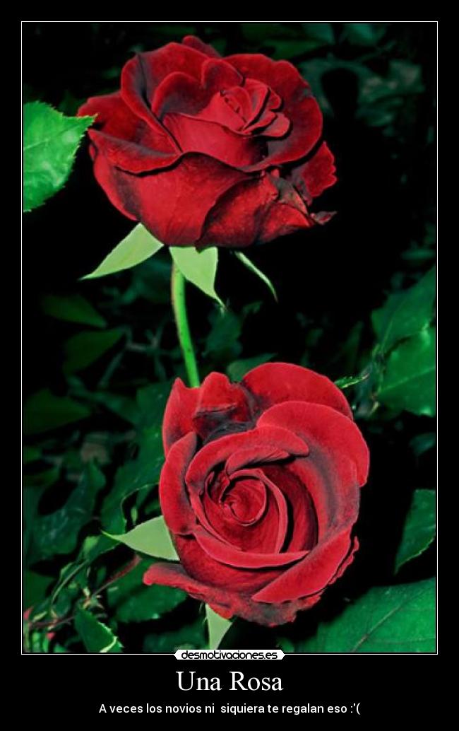 Una Rosa - A veces los novios ni siquiera te regalan eso :(