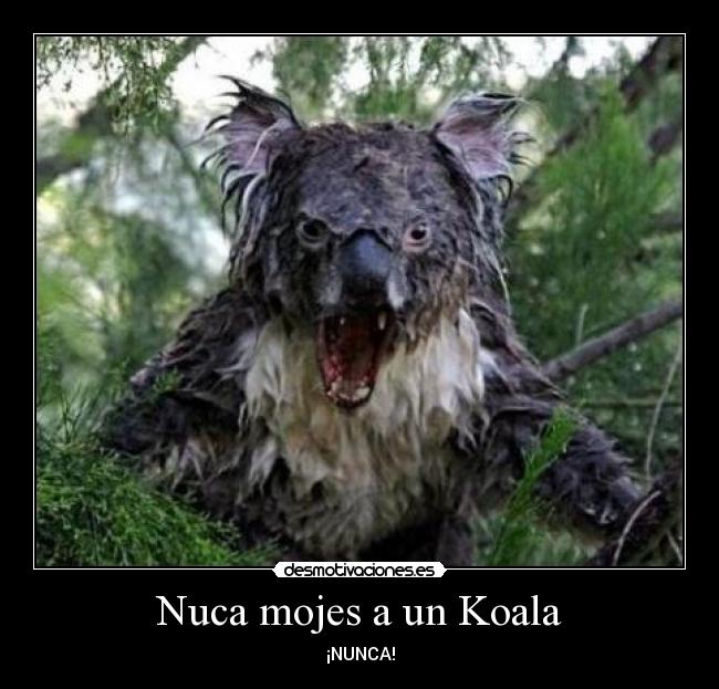 Nuca mojes a un Koala - ¡NUNCA!