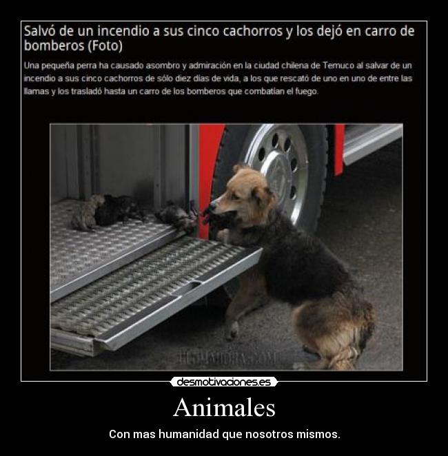 Animales -