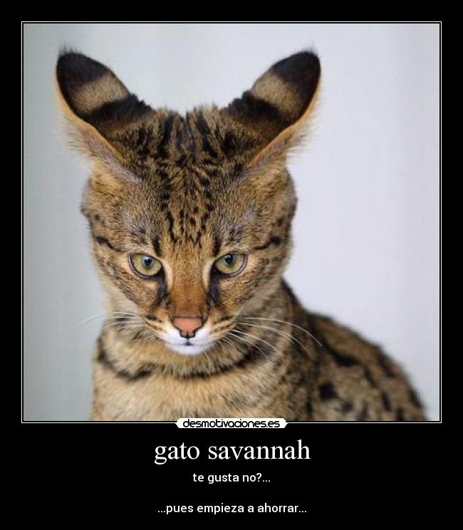 gato savannah - te gusta no?...
...pues empieza a ahorrar...
