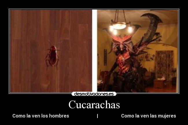 Cucarachas - Como la ven los hombres | Como la ven las mujeres