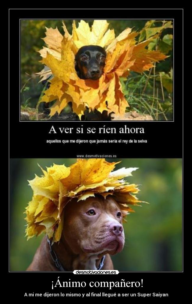 ¡Ánimo compañero! -